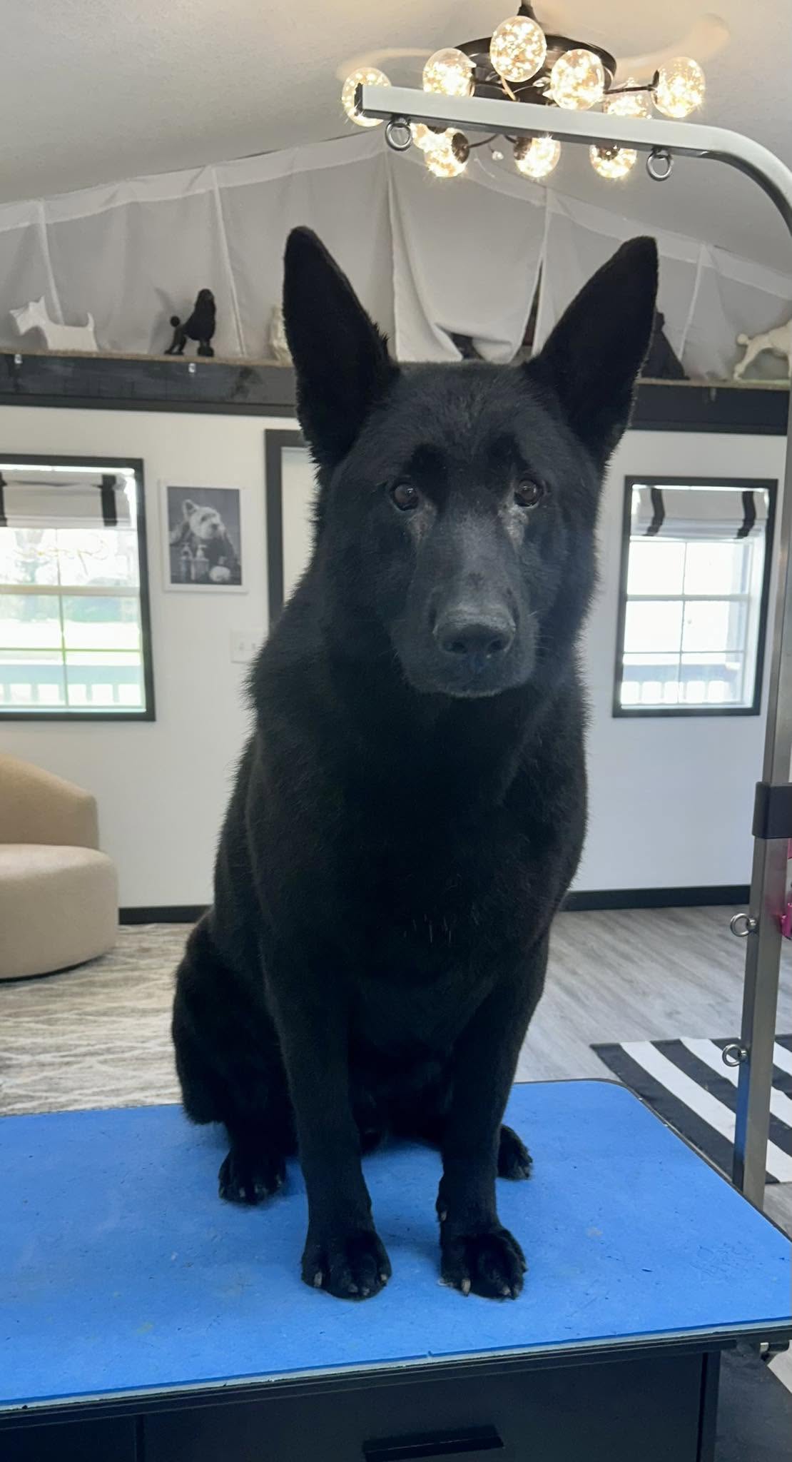 Freshly groomed black German Shepherd sitting on the grooming table