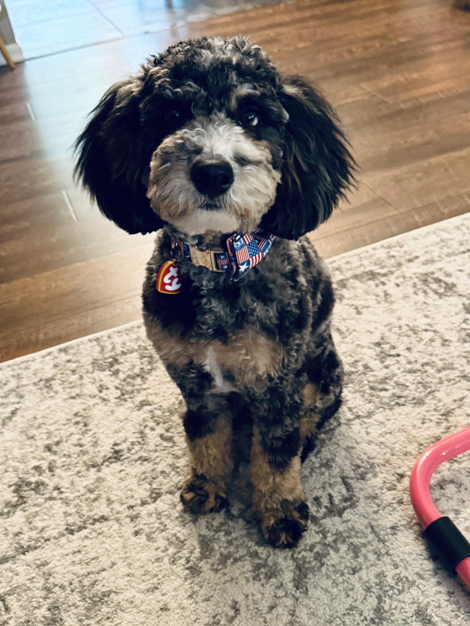 Freshly groomed bernedoodle mix wearing a patriotic collar