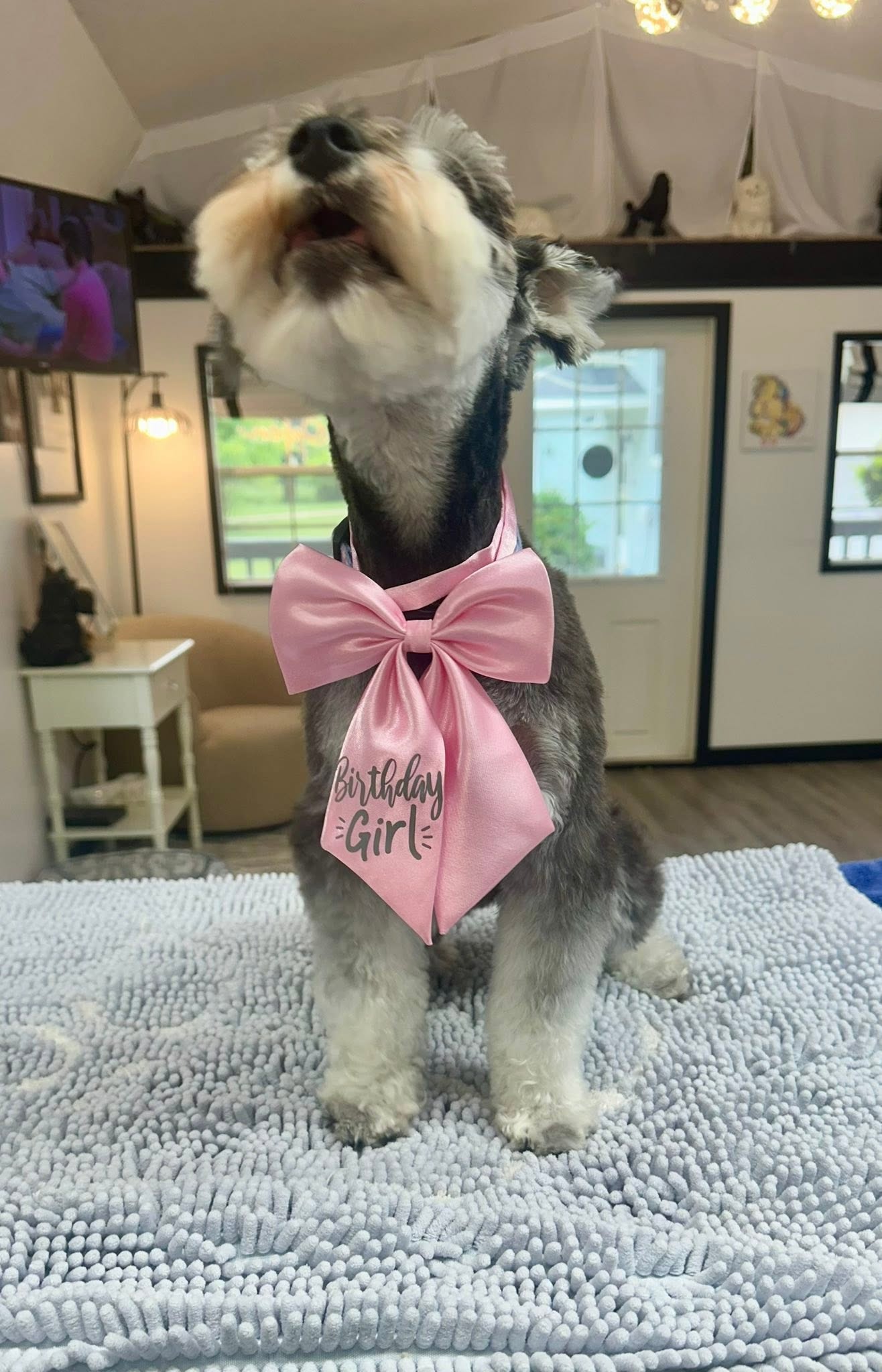 Schnauzer wearing a pink Birthday Girl bow after a groom