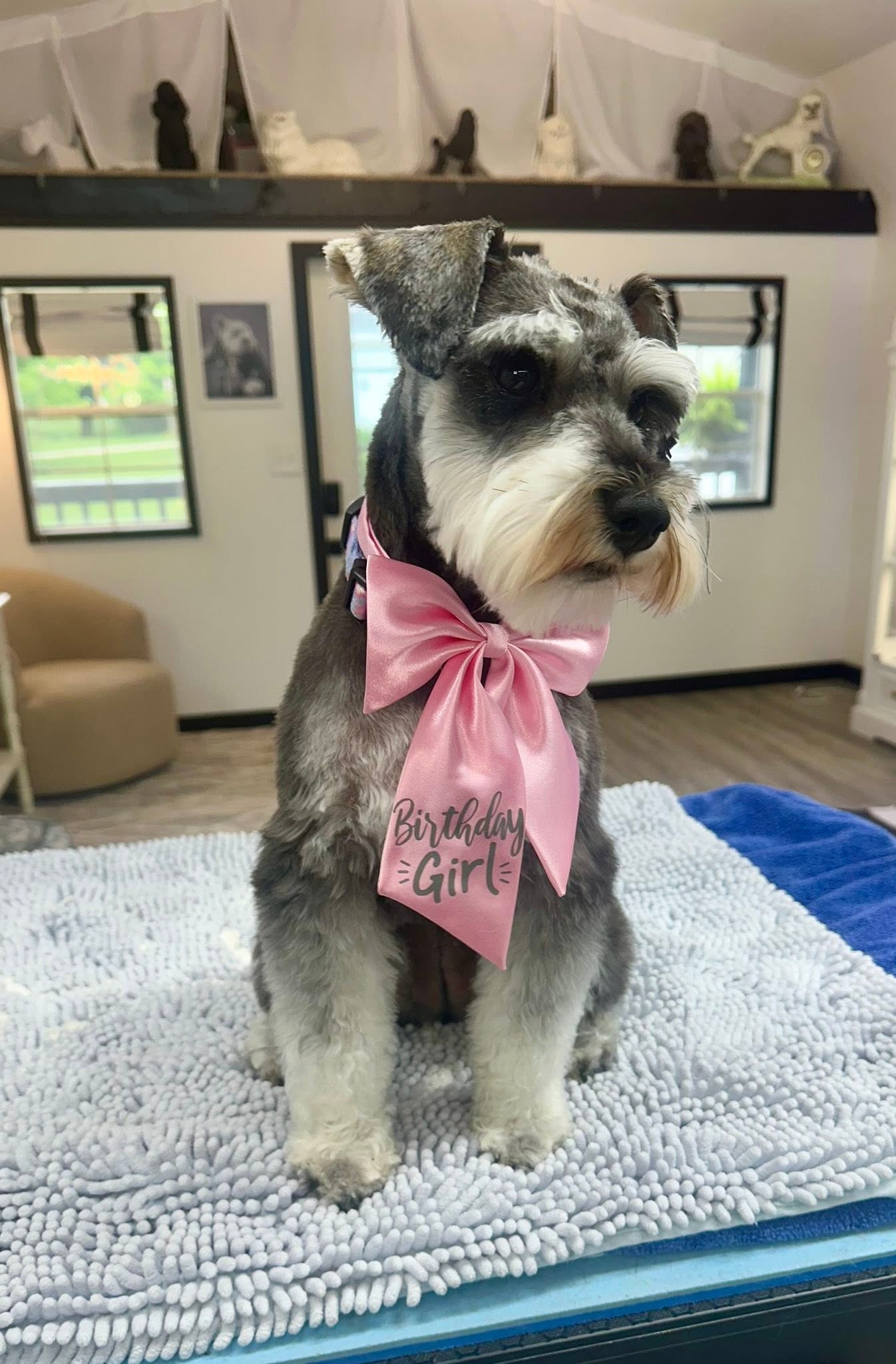 Schnauzer wearing a pink Birthday Girl bow, freshly groomed