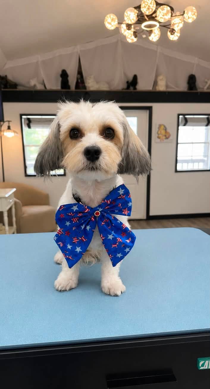Freshly groomed small dog wearing a patriotic bow on the grooming table