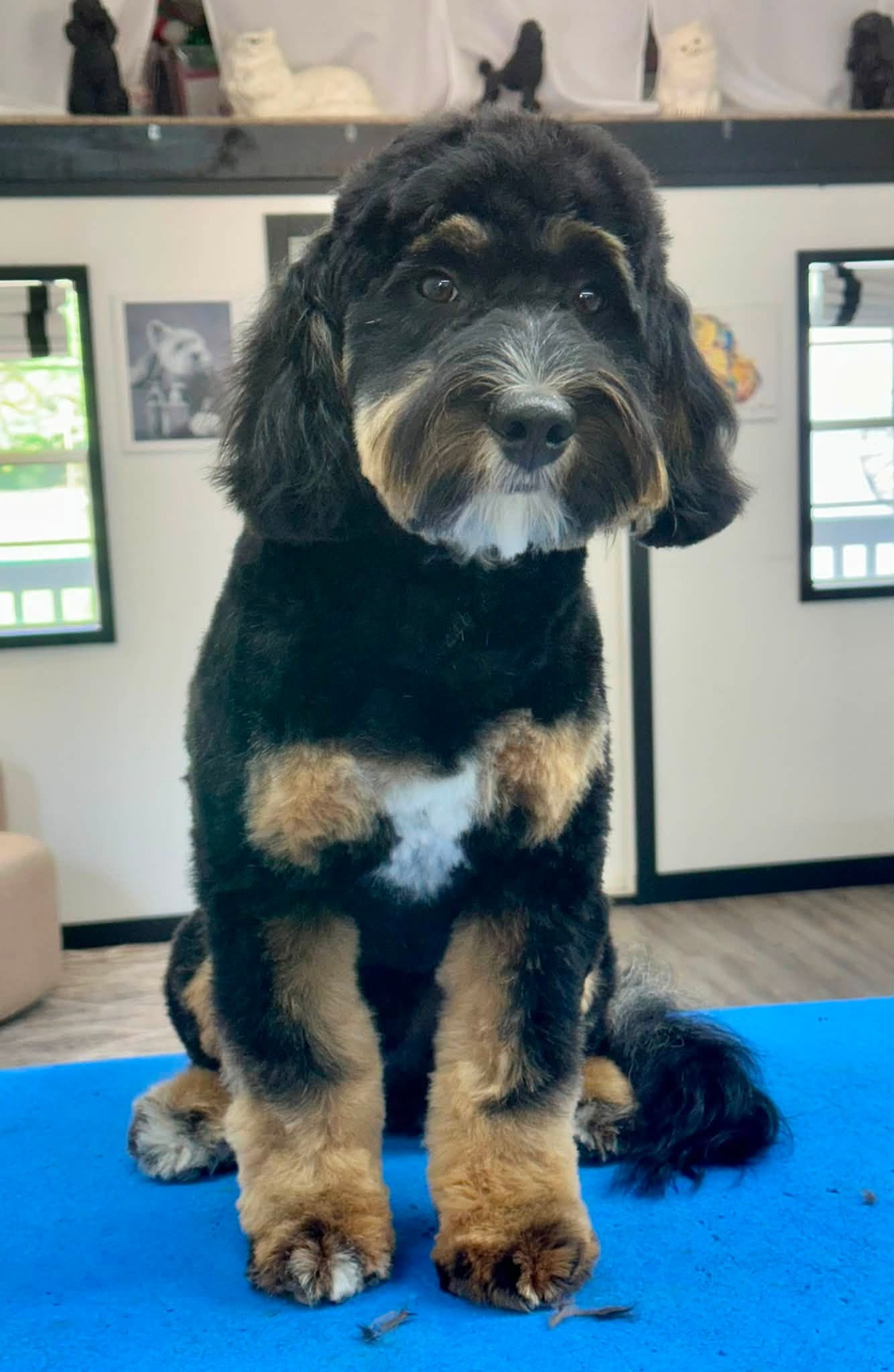 Freshly groomed bernedoodle puppy in the waiting area