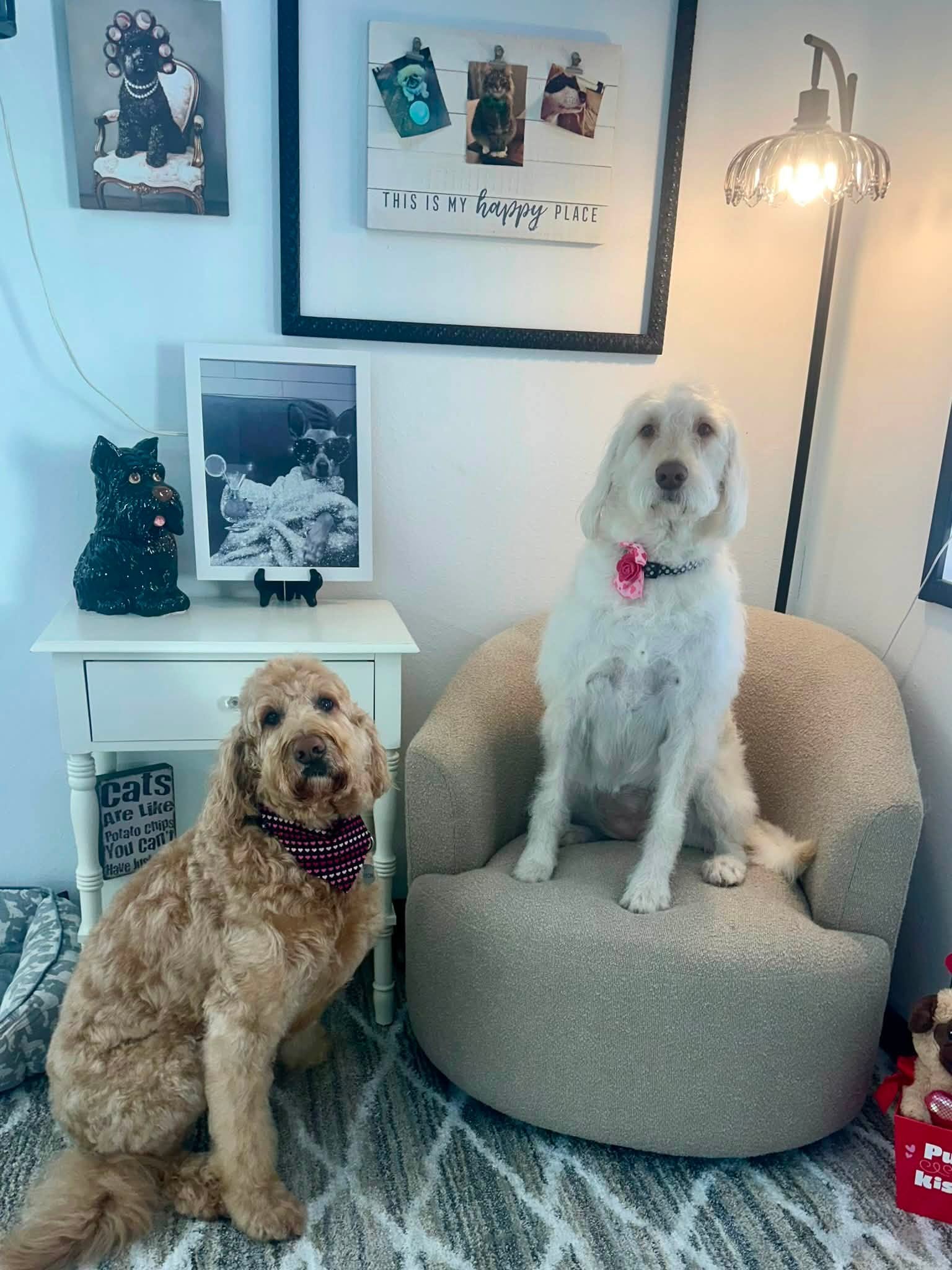 Two freshly groomed doodles in the waiting area at Whitney's Paw Spa