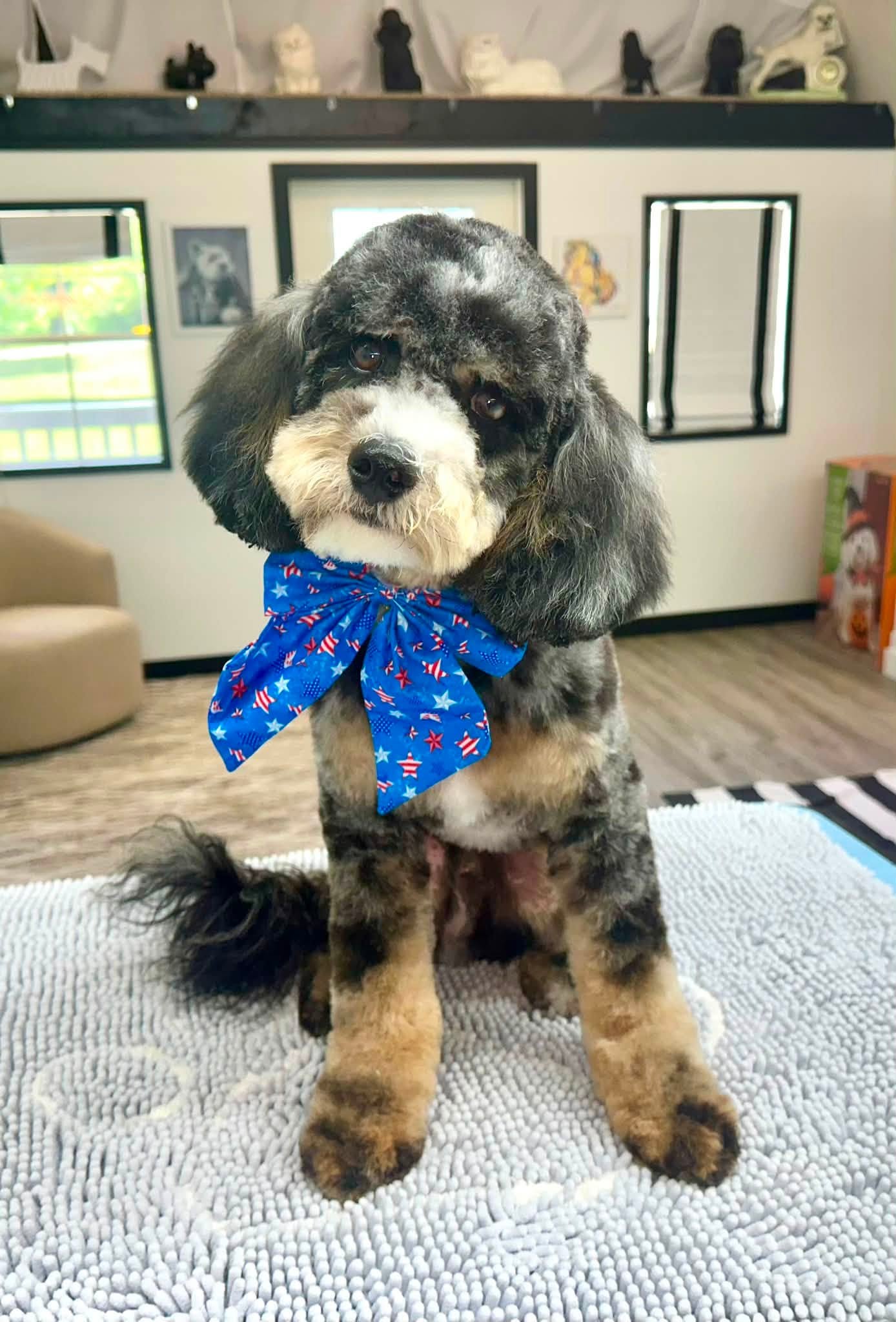 A bernedoodle and a goldendoodle wearing patriotic bandanas on the grooming table