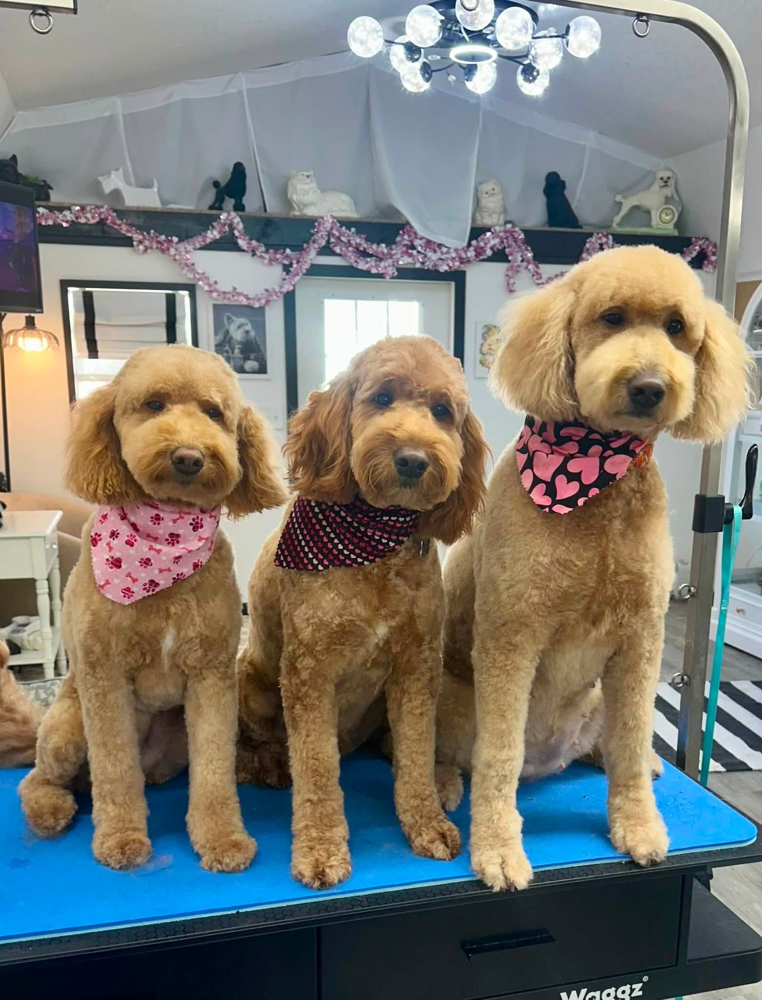 Freshly groomed doodle mix sitting in the waiting area