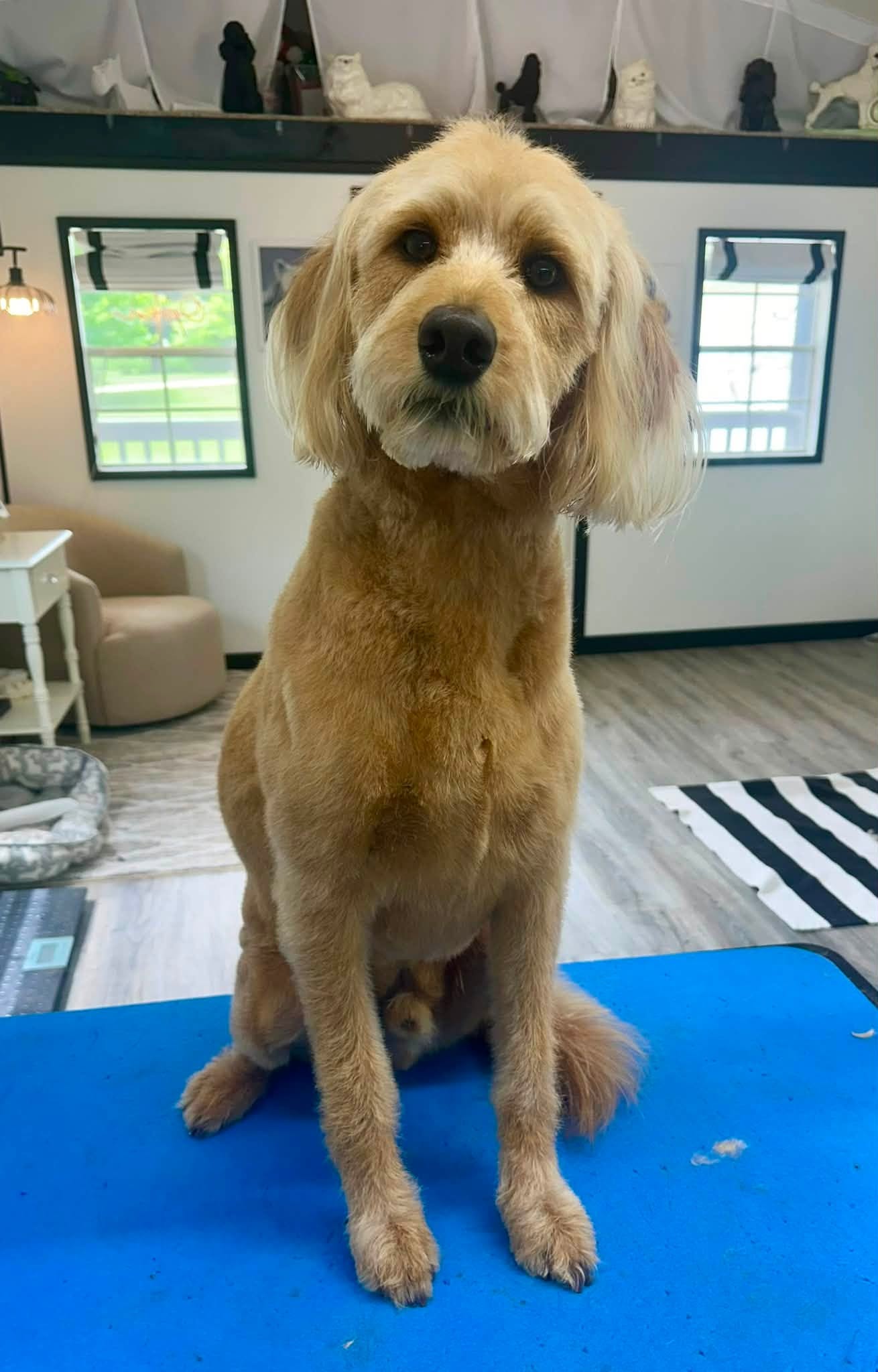 Freshly groomed doodle relaxing on the waiting area chair