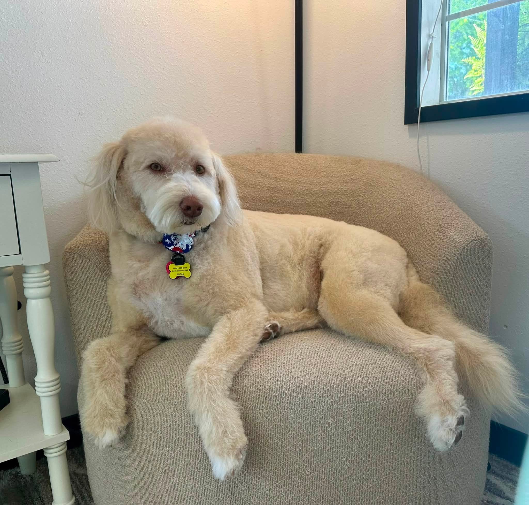 Two freshly groomed dogs near the retail case at Whitney's Paw Spa