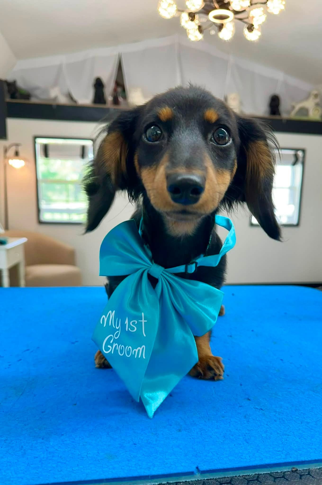 Freshly groomed dachshund puppy wearing a teal My 1st Groom bow