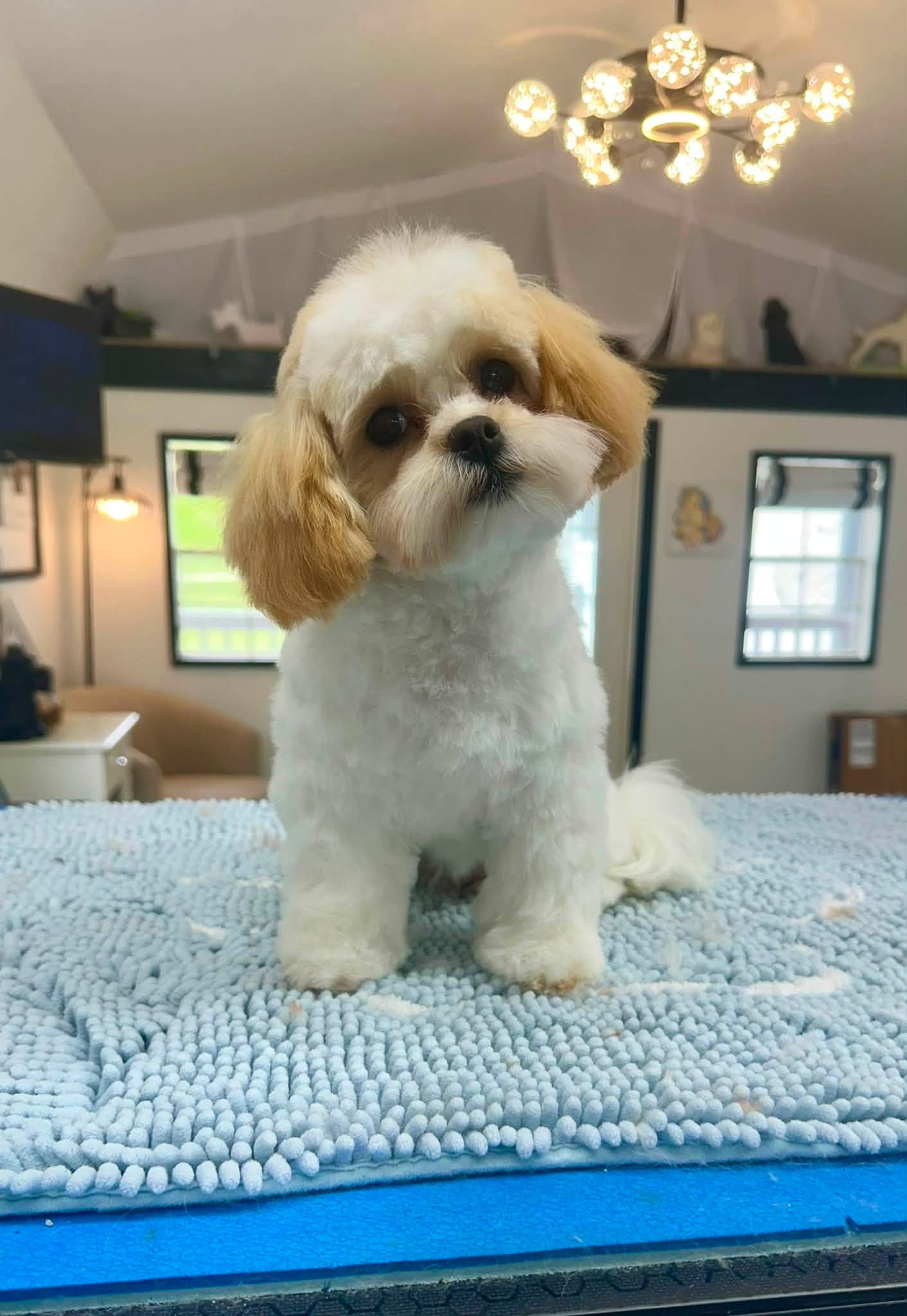 Freshly groomed Shih Tzu mix with a fluffy white and tan coat