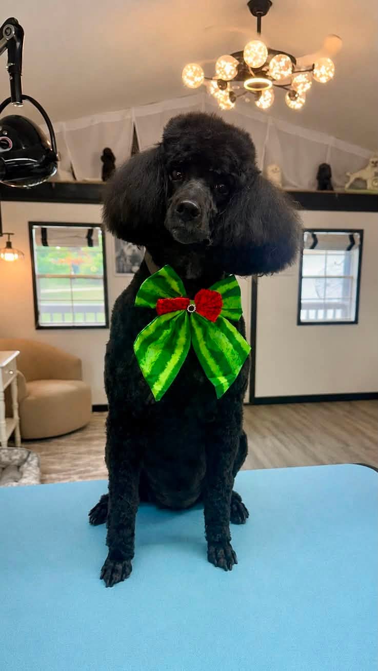 Freshly groomed black standard poodle wearing a watermelon bow tie