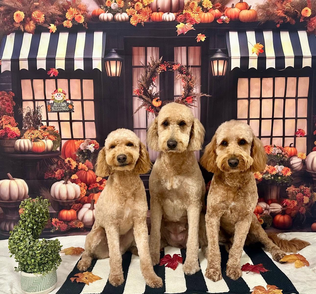 Three freshly groomed goldendoodles sitting together in front of an autumn storefront backdrop