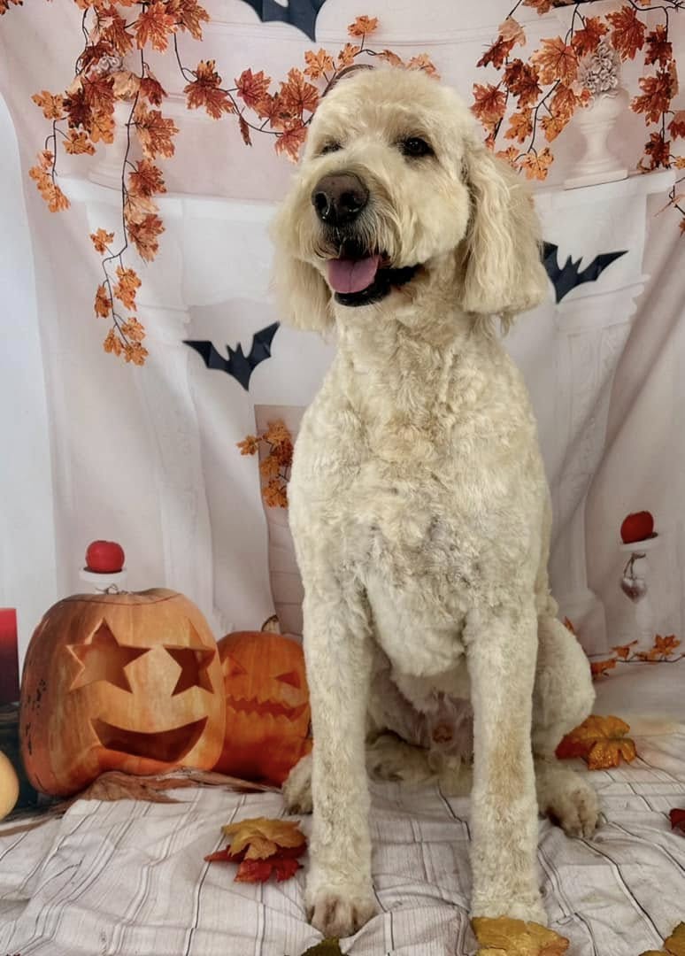 Freshly groomed white poodle mix sitting beside carved pumpkins for a Halloween photo session