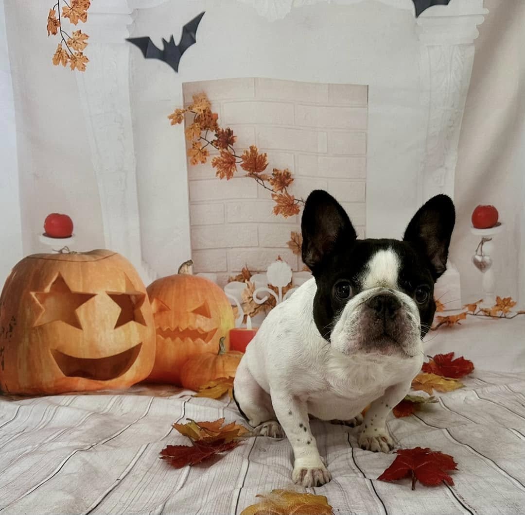 Freshly groomed French bulldog sitting beside carved pumpkins for a Halloween photo session