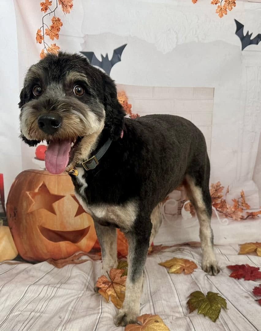 Freshly groomed dog sitting beside carved pumpkins for a Halloween photo session