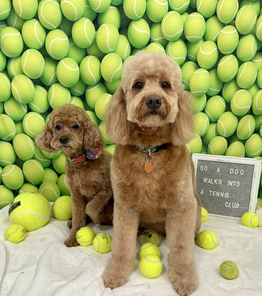 Two freshly groomed poodles sitting in front of a tennis ball backdrop