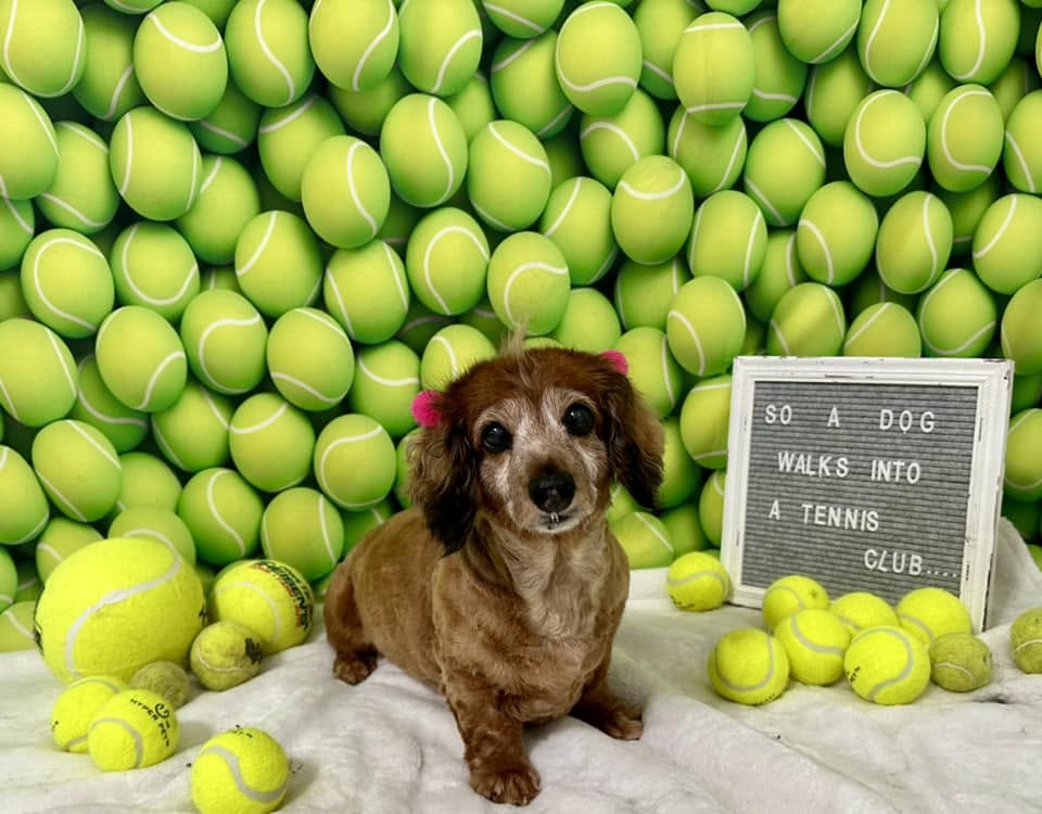 Freshly groomed dog sitting in front of a tennis ball backdrop
