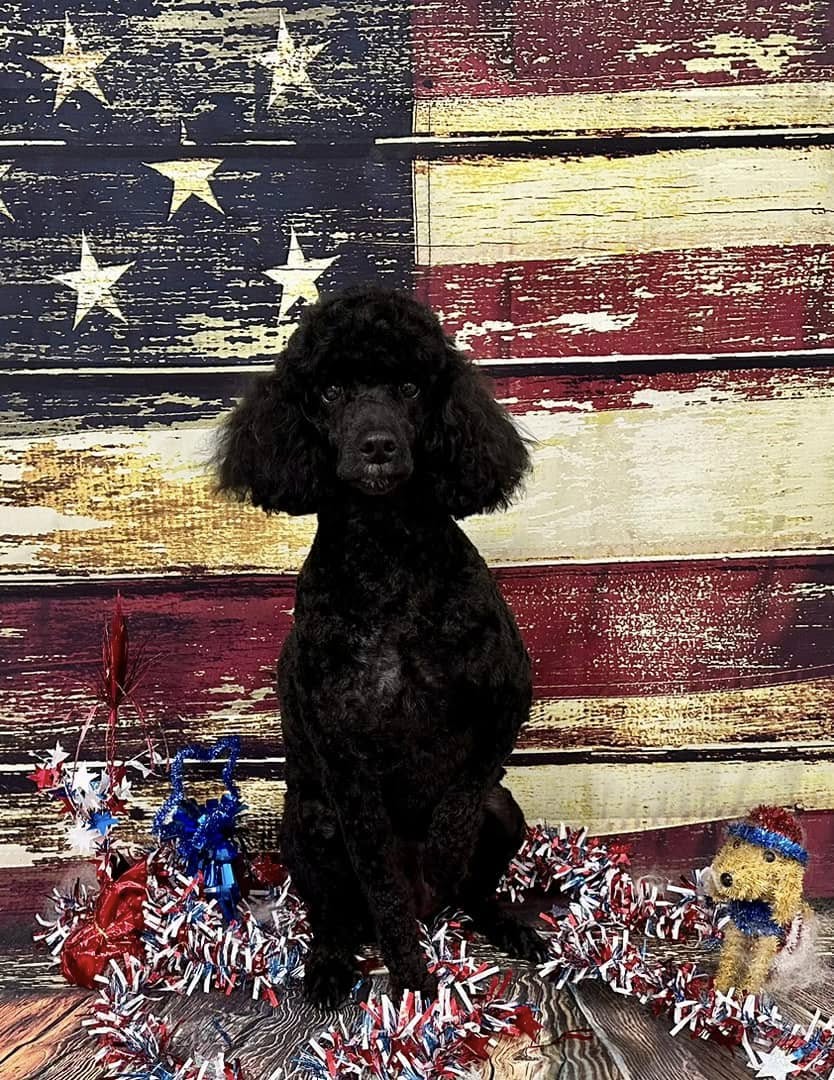 Freshly groomed black poodle sitting in front of an American flag backdrop