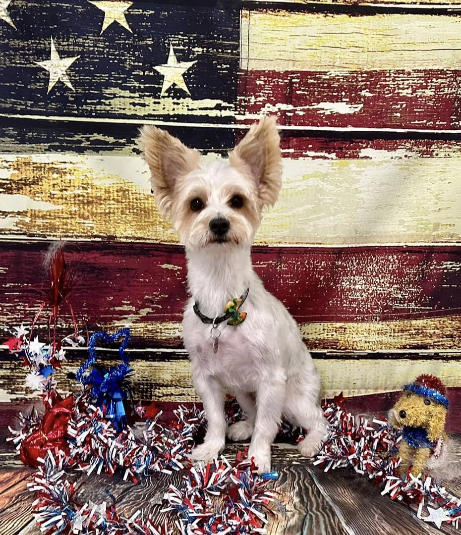 Freshly groomed terrier mix sitting in front of an American flag backdrop