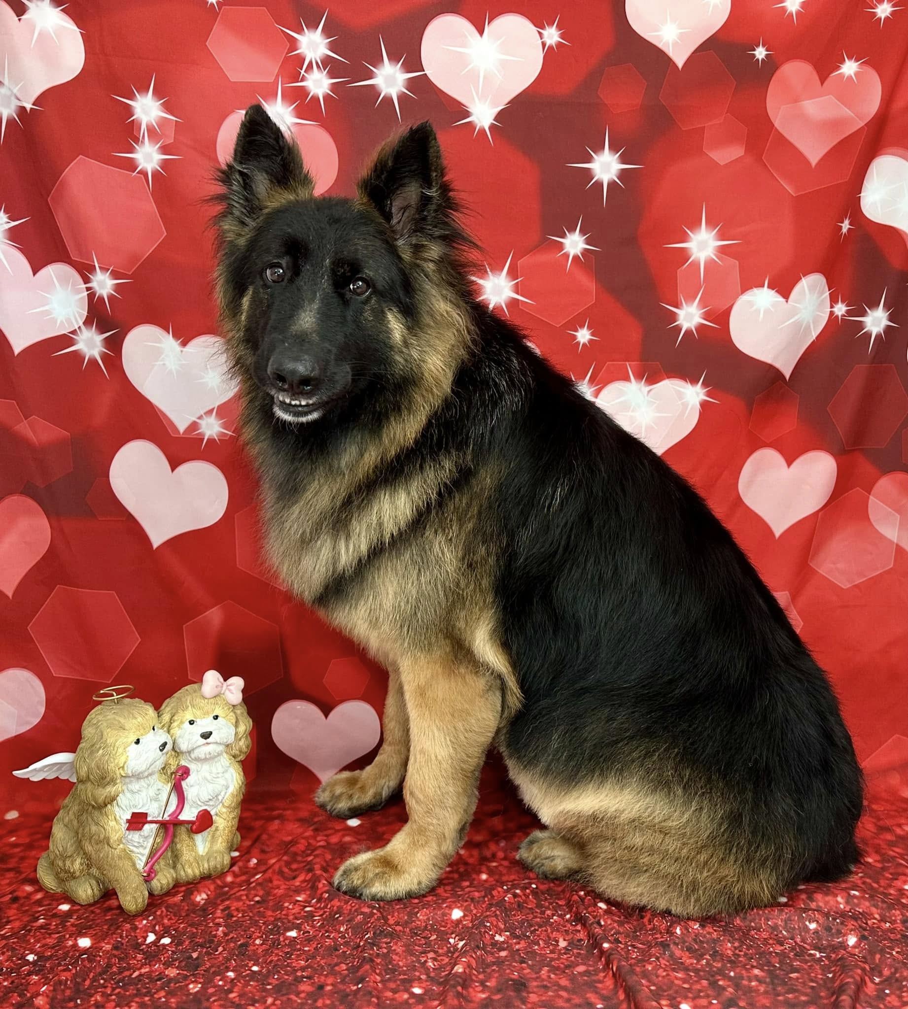 Freshly groomed dog in front of a Valentine's Day heart backdrop